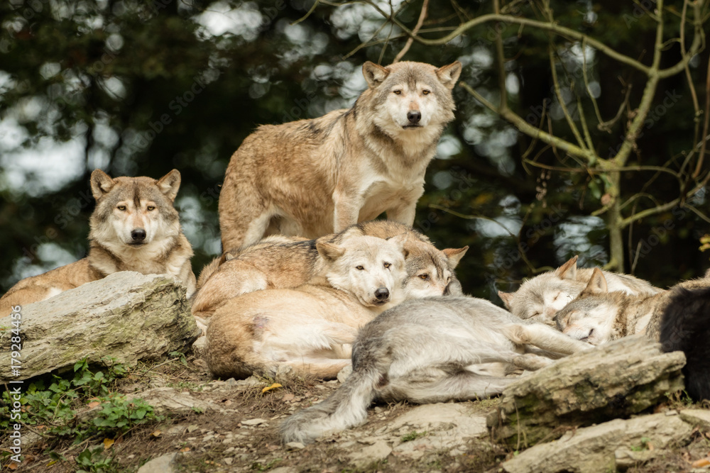 Fototapeta premium A pack of wolves on a rock