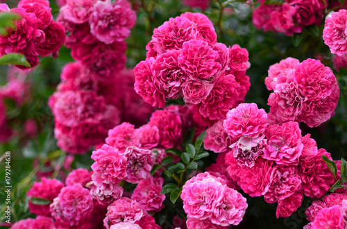 A huge bush of pink roses.