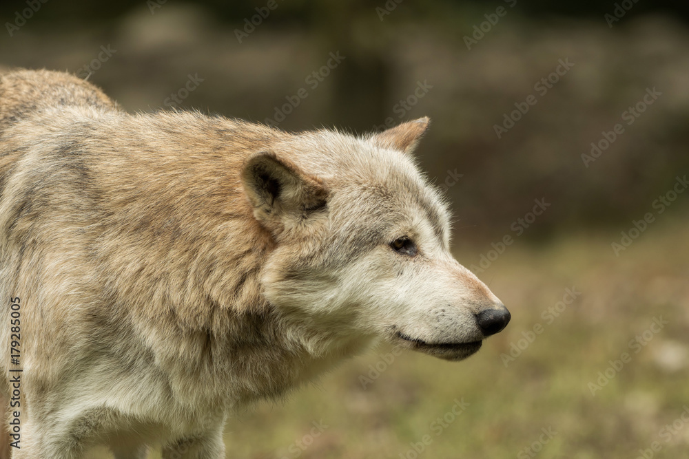 A wolf walks around mindfully