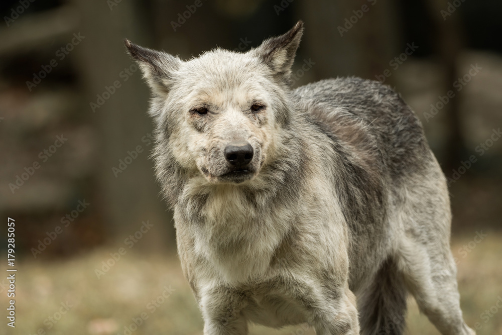 A wolf looks directly at the camera