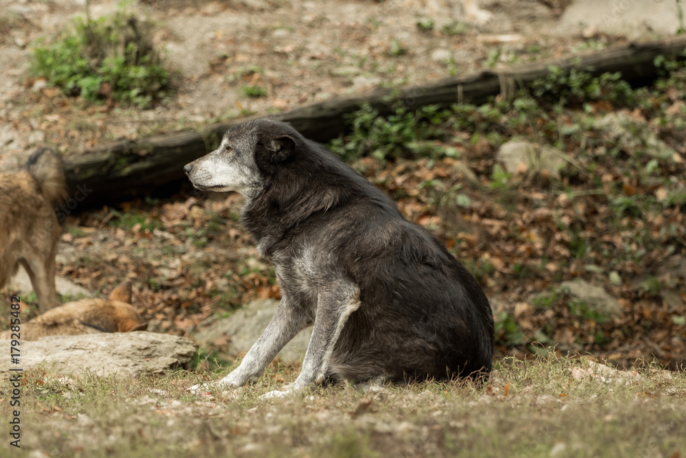 A wolf is sitting and scratching A wolf is sitting and scratching