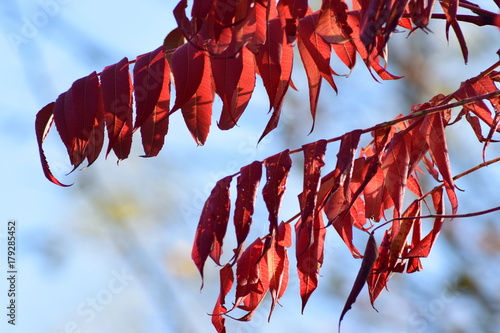 rote Blätter in Abendsonne photo