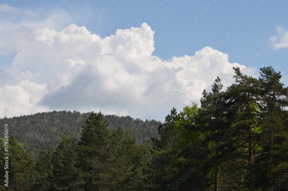 forest and cloudy blue sky landscape