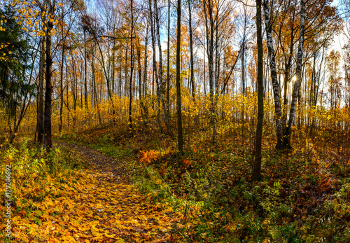 Golden autumn