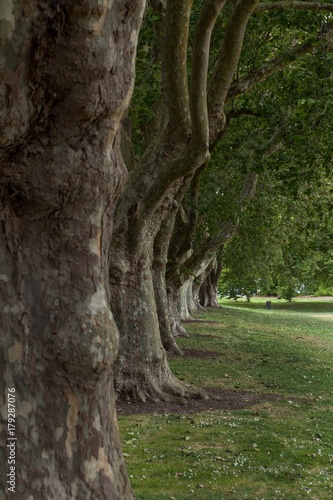 City of Auckland New Zealand Victoriapark photo