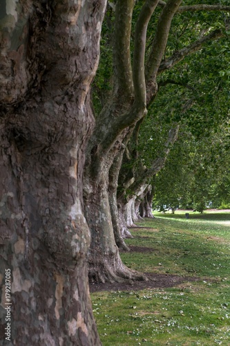 City of Auckland New Zealand Victoriapark photo