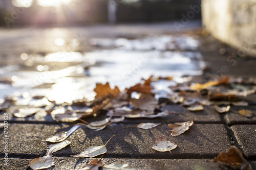 Fallen dry leaves lie on a stone pavement in the sun, on a blurred background, frozen puddles.