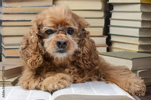 dog aged, wearing glasses, books