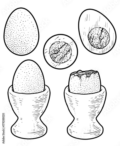 Boiled egg illustration, drawing, engraving, ink, line art, vector