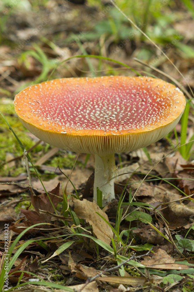 Brightly colored mushroom growing on a lawn Brightly colored mushroom growing on a lawn