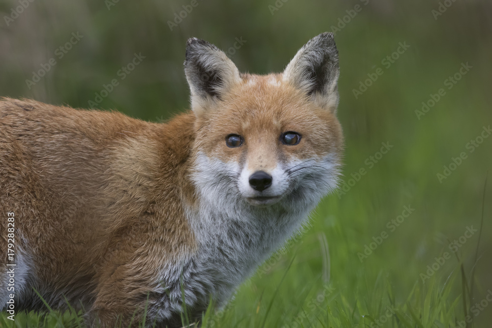 red fox close up portrait while in long grass with background