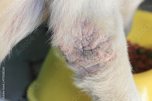 Dermatitis in dogs