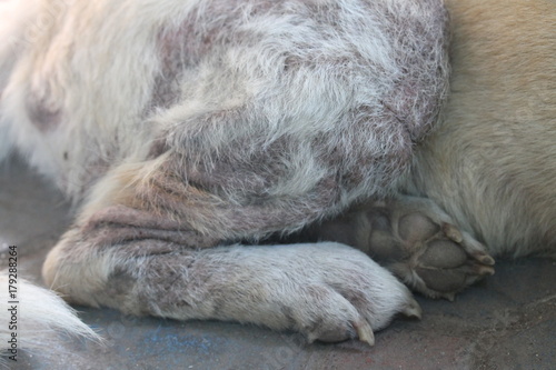 Dermatitis in dogs