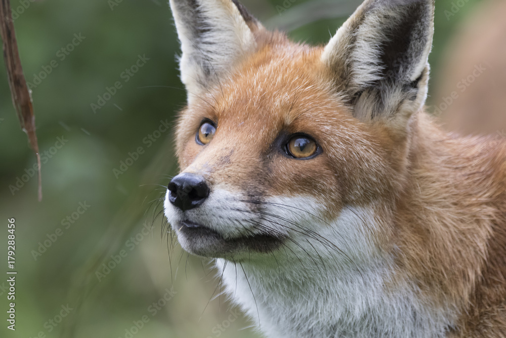 red fox close up portrait while in long grass with background