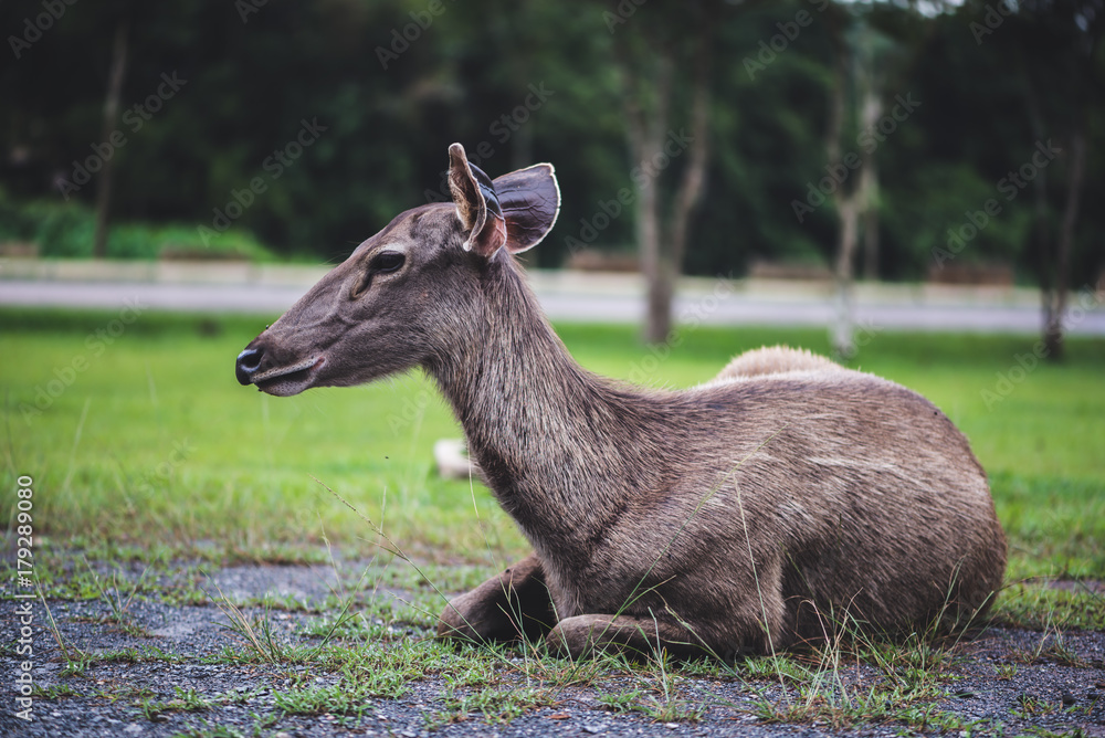 Fototapeta premium Deer walking on the lawn. In the park. Thailand