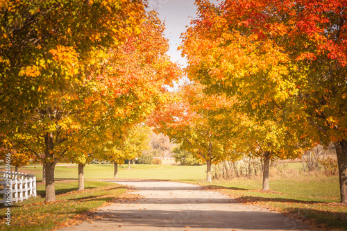 A symetrial image of golden sugar maple trees in the fall lining a paved driveway on a farm.