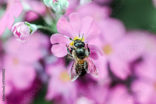 close up of bee gathering honey from pink flower