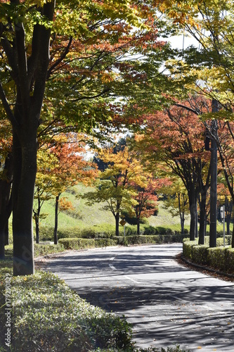 秋の散歩道
