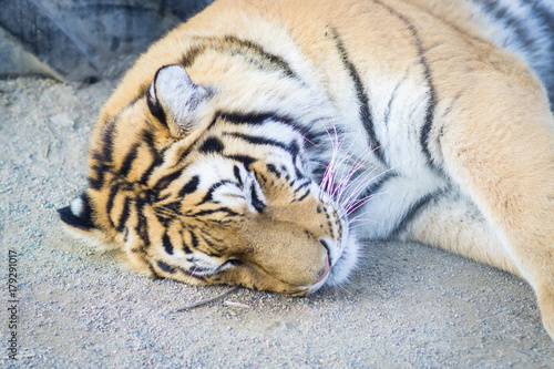 Fototapeta Naklejka Na Ścianę i Meble -  Big adult ginger tiger lying and sleeping on the tire in the zoo
