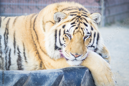 Fototapeta Naklejka Na Ścianę i Meble -  Big adult ginger tiger lying and sleeping on the tire in the zoo