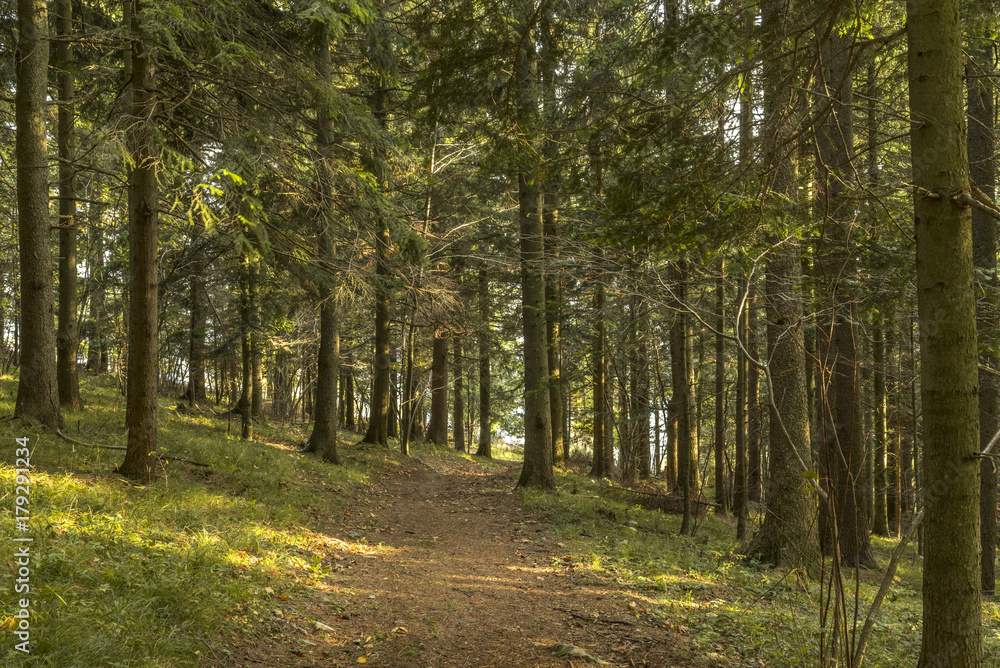 Naklejka premium forest background