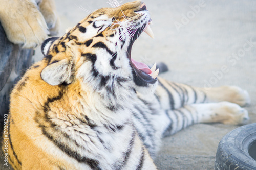 Fototapeta Naklejka Na Ścianę i Meble -  Big adult ginger tiger lying and sleeping on the tire in the zoo
