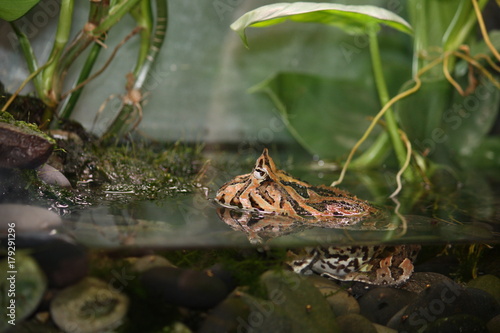 striped Toad