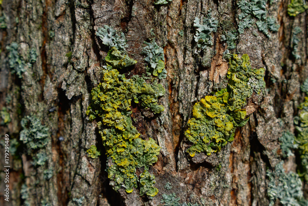 Lichen on tree