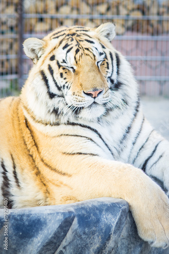 Fototapeta Naklejka Na Ścianę i Meble -  Big adult ginger tiger lying and sleeping on the tire in the zoo