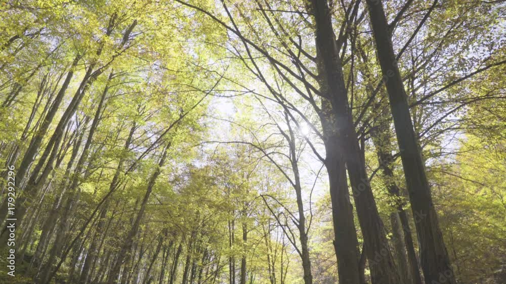 Sun shining through green treetops of dense forest while yellow leaves falling, tracking on group of hikers that hiking on coast by mountain creek cascades and stones covered with foliage, sunny day Sun shining through green treetops of dense forest while yellow leaves falling, tracking on group of hikers that hiking on coast by mountain creek cascades and stones covered with foliage, sunny day