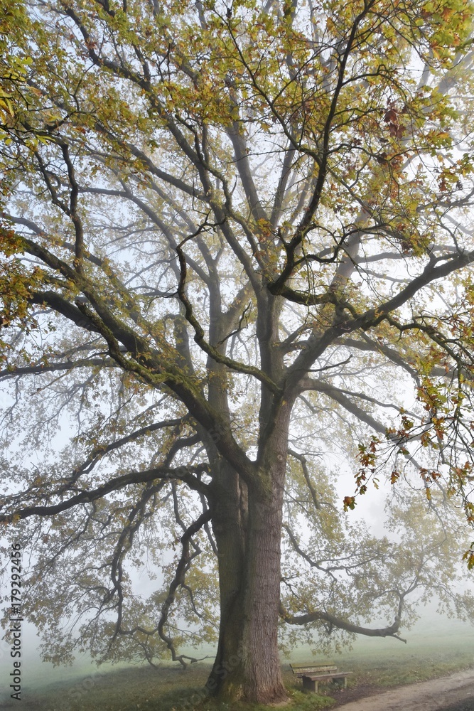 Landscape with a beautiful old Oak tree on a foggy Autumn morning Landscape with a beautiful old Oak tree on a foggy Autumn morning