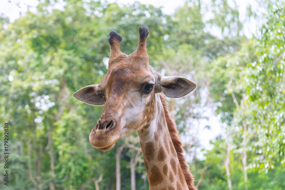 Close-up giraffe stands in a zoo and is a Habitat in Nature.