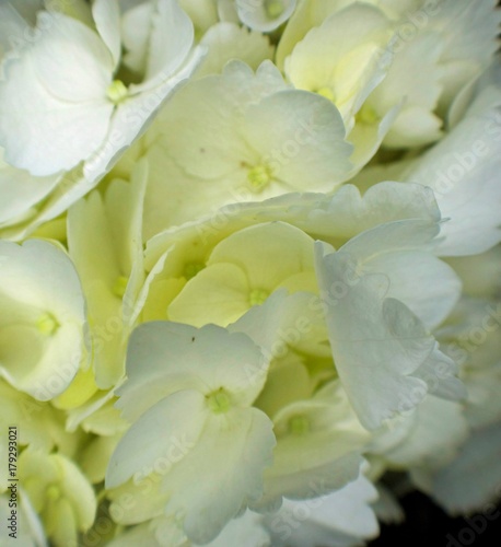 White Hydrangea, Macro