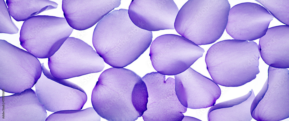 textura de pétalos de flor textura de pétalos de flor