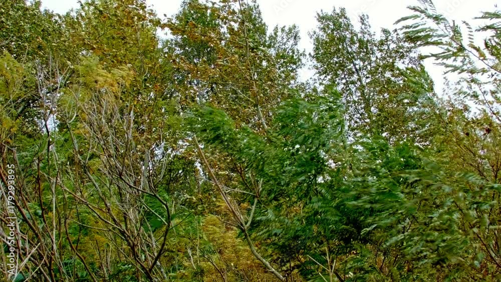 Stormy trees and wind Columbia River Gorge Oregon 87 Stormy trees and wind Columbia River Gorge Oregon 87