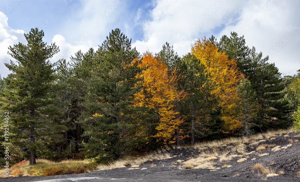 Autumn Trees on Etna Mountain