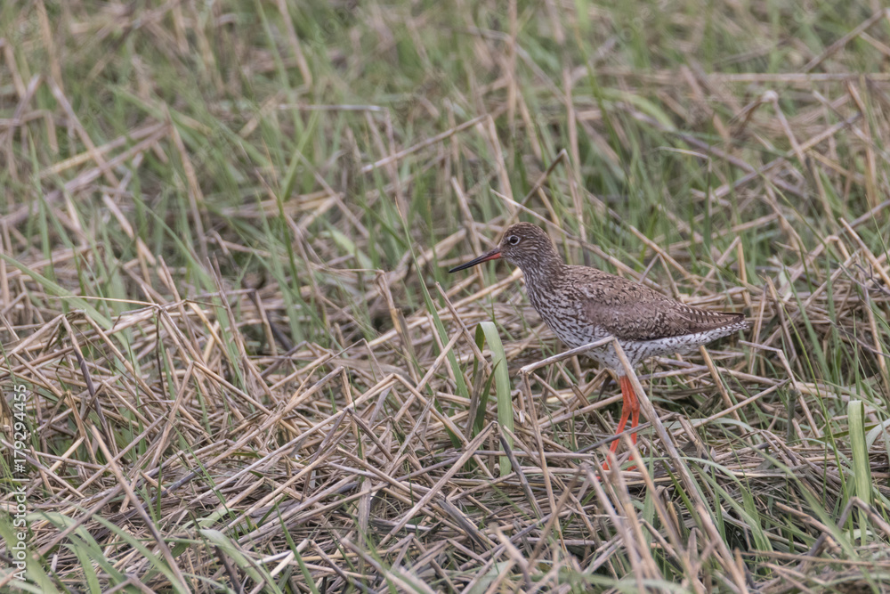Obraz premium Rotschenkel, Tringa totanus, fliegt