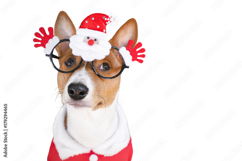 Basenji dog dressed in Santa Claus suit. Isolated on the white background. Basenji dog dressed in Santa Claus suit. Isolated on the white background.