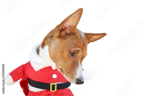 Fototapeta Naklejka Na Ścianę i Meble -  Basenji dog dressed in Santa Claus suit. Isolated on the white background.