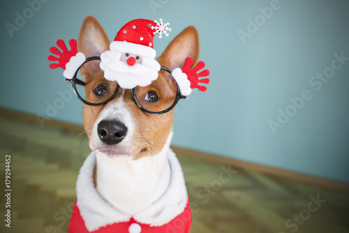 Basenji dog dressed in Santa Claus suit. © daylight917