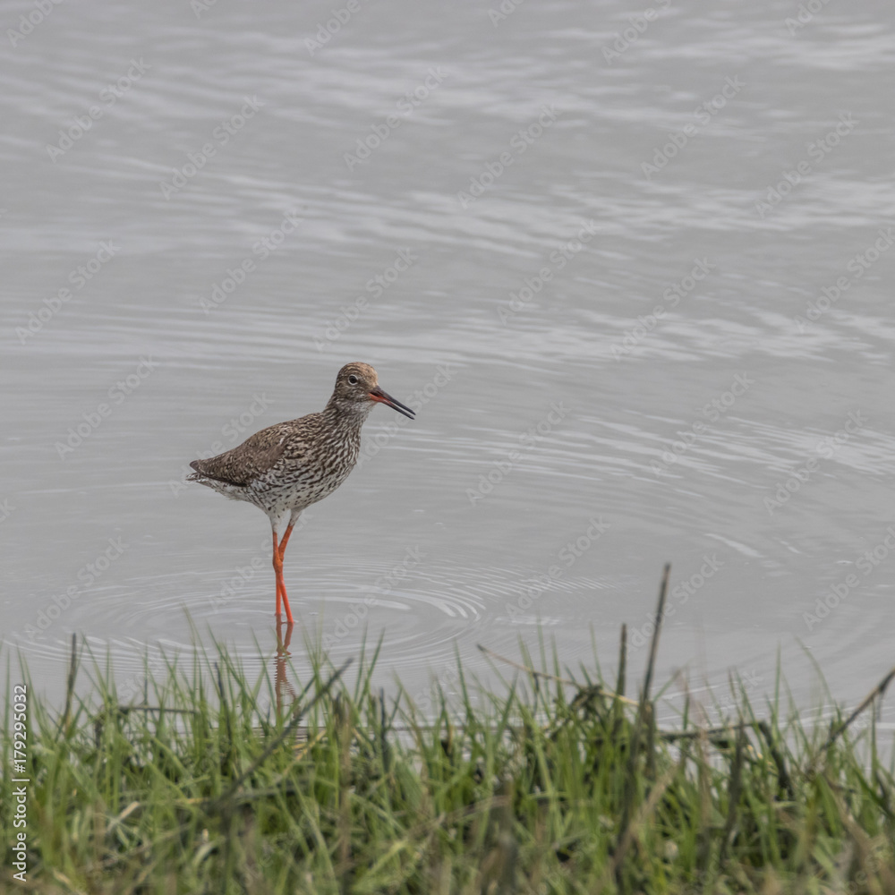 Rotschenkel, Tringa totanus, fliegt Rotschenkel, Tringa totanus, fliegt