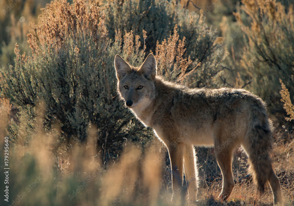 Coyote 5 Coyote 5