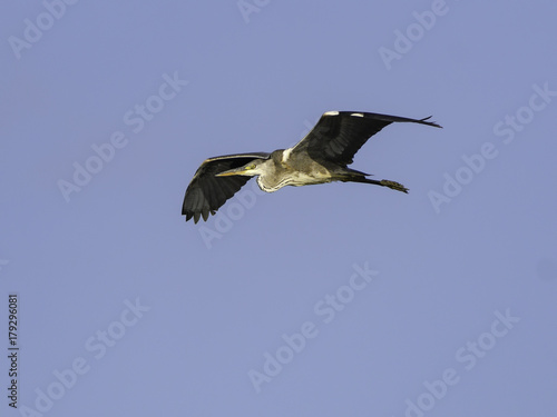  Grey Heron in Flight on Blue Sky