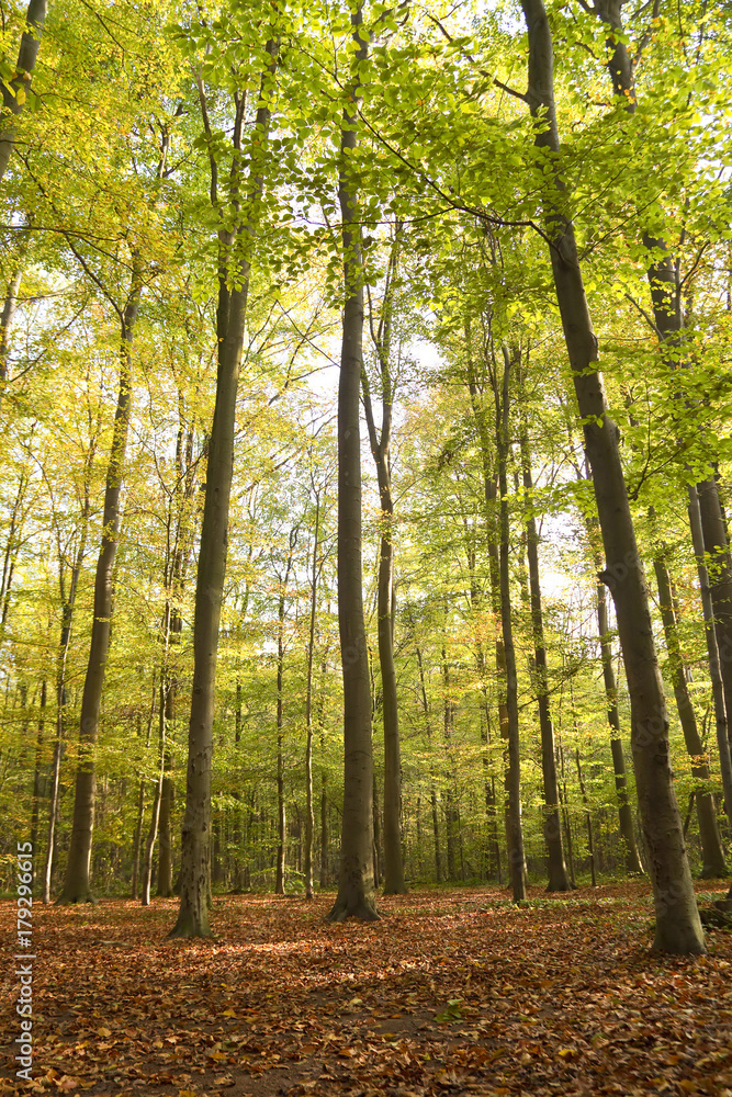 Obraz premium Herbstwald