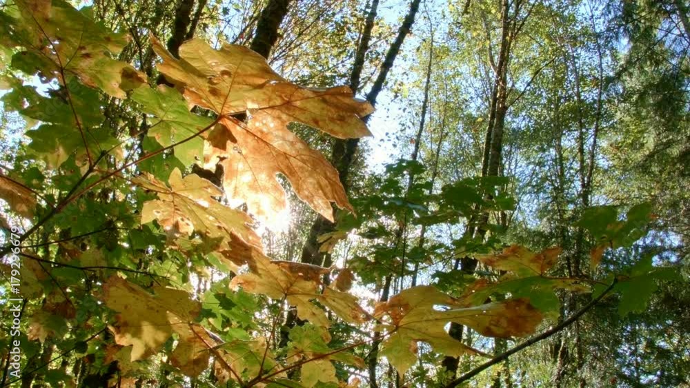 Sunburst lens flare big leaf maple fall McKenzie River Valley Oregon 4 Sunburst lens flare big leaf maple fall McKenzie River Valley Oregon 4