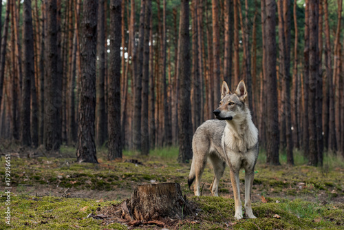 wolfdog in the nature © mjurik