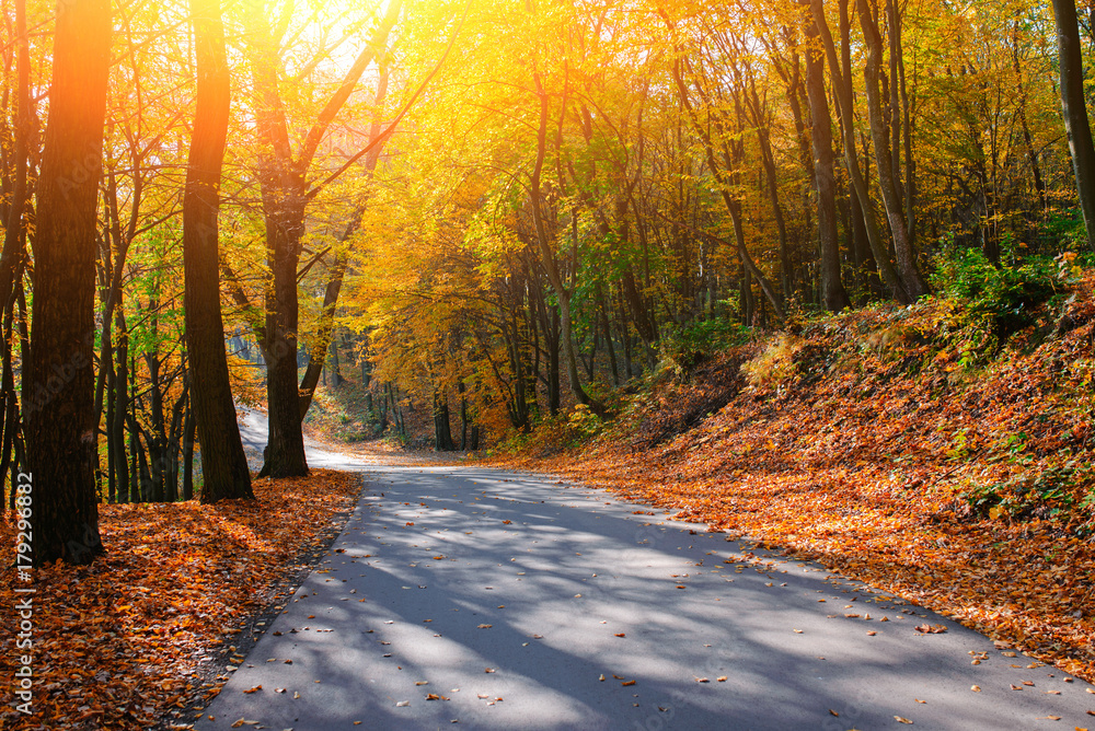 Naklejka premium Bright and scenic landscape of new road across auttumn trees with fallen orange and yellow leaf
