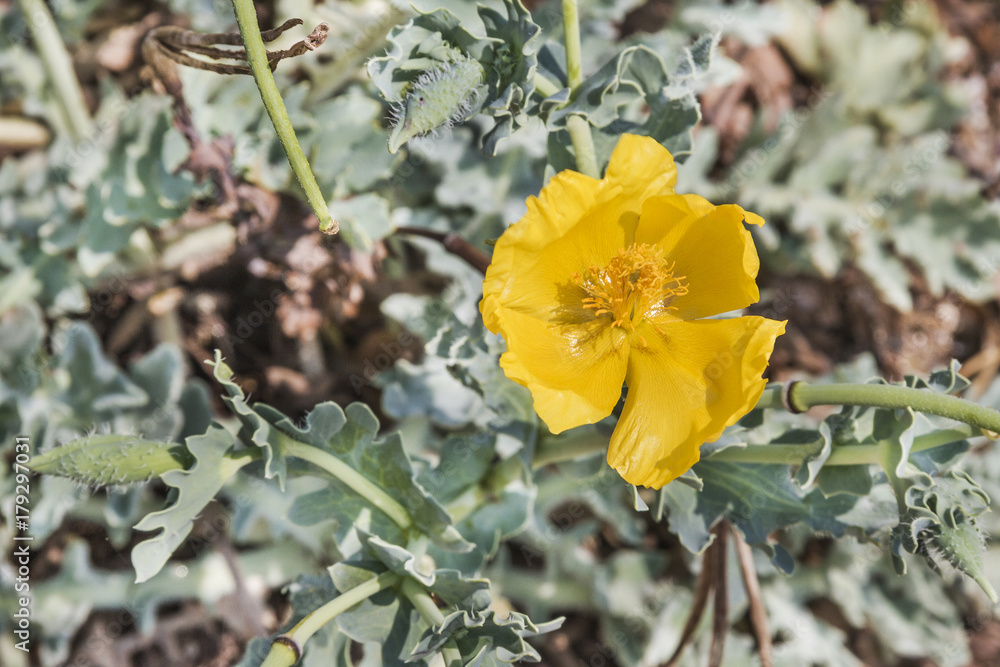 Fototapeta premium Yellow horned poppy flower