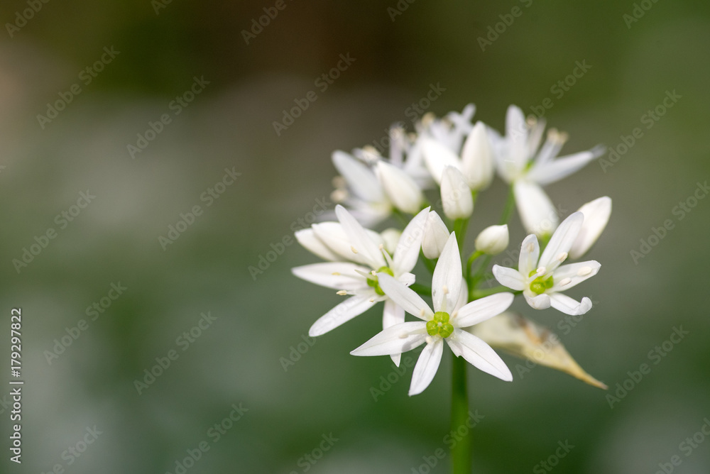 blossom of Allium ursinum which has huge health benefits blossom of Allium ursinum which has huge health benefits