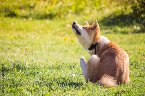 un chien akita inu assis dans l'herbe et se gratte le cou Fototapete